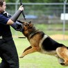 The Importance of Proper Training for your K9 Partner