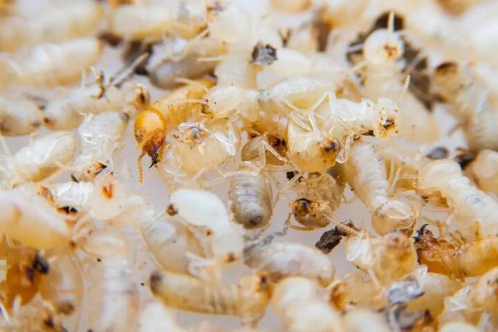 The Benefits of Professional Pest Control: Why It’s Worth It