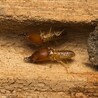 How to Choose the Right Termite Control Company in Malaysia