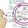 New Exosome Identification (WB Marker) Products to Simplify Exosome Research