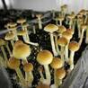 The Most Popular Buy Shrooms Online In Case Of A Zombie Apocalypse