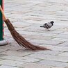 Professional Bird Poop Cleaning Services in UK \u2013 Safe &amp; Effective by Biohazard Cleaners