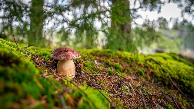 5 Common Mistakes Everyone Makes In Shroom Tea Recipe