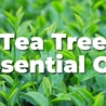 Tea Tree Oil