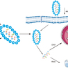 Aptamers for Targeted Delivery and Research Applications