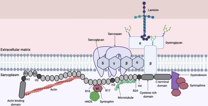 Gene Therapy for Duchenne Muscular Dystrophy