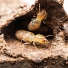 When to Call a Pro: Is Professional Termite Treatment Worth It?