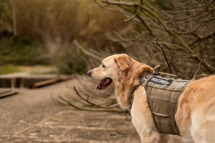 Top Benefits of Choosing Doggy Daycare Montclair for Your Beloved Pet