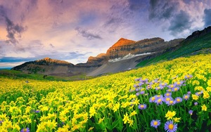 Valley of Flowers - the haven on the earth