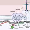 Gene Therapy for Duchenne Muscular Dystrophy