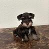 Discover Your New Best Friend at Dream Schnauzer Puppies Home