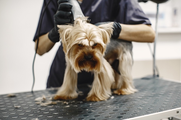 Essential Dog Grooming Tips for Pet Owners in Dubai