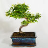 Buy Best Artificial Bonsai Online