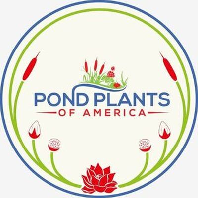 Pond Plants America