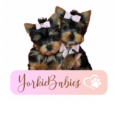 Yorkie Babies