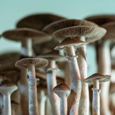 buymushrooms canada