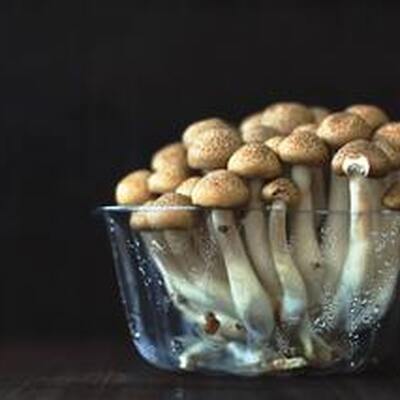 magic mushroom