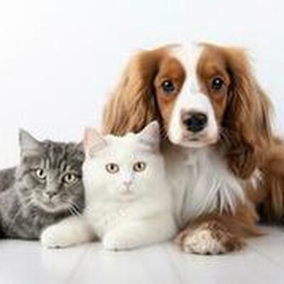 Online Pet Shop